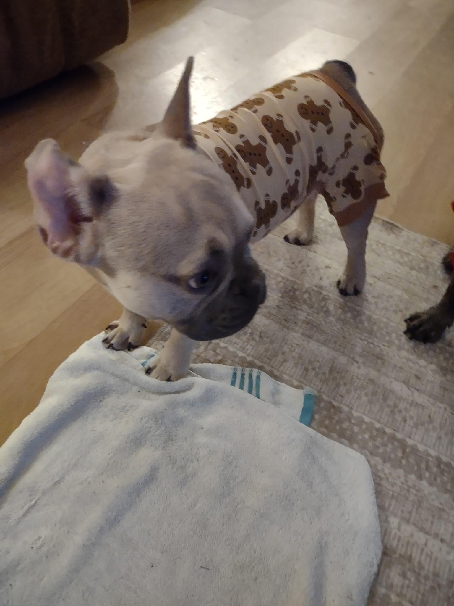 Enlarge Marcus, a ADOPTABLE French Bulldog in Bonneau, SC image 2/4