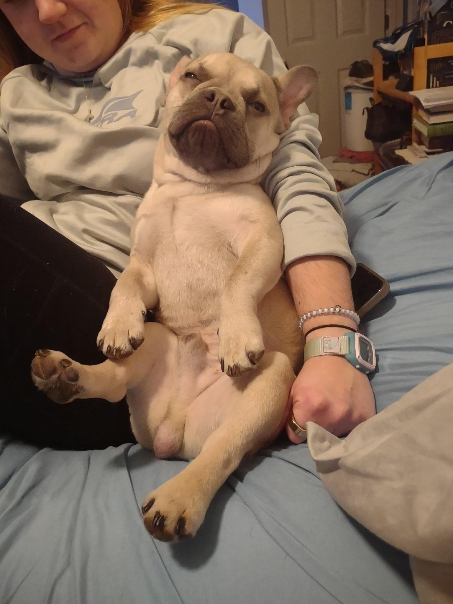 Enlarge Marcus, a ADOPTABLE French Bulldog in Bonneau, SC image 4/4