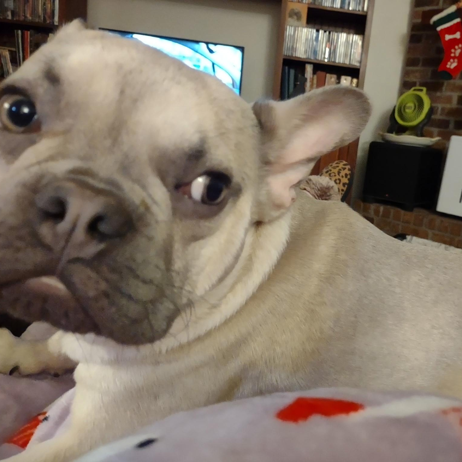 Enlarge Marcus, a ADOPTABLE French Bulldog in Bonneau, SC image 1/4