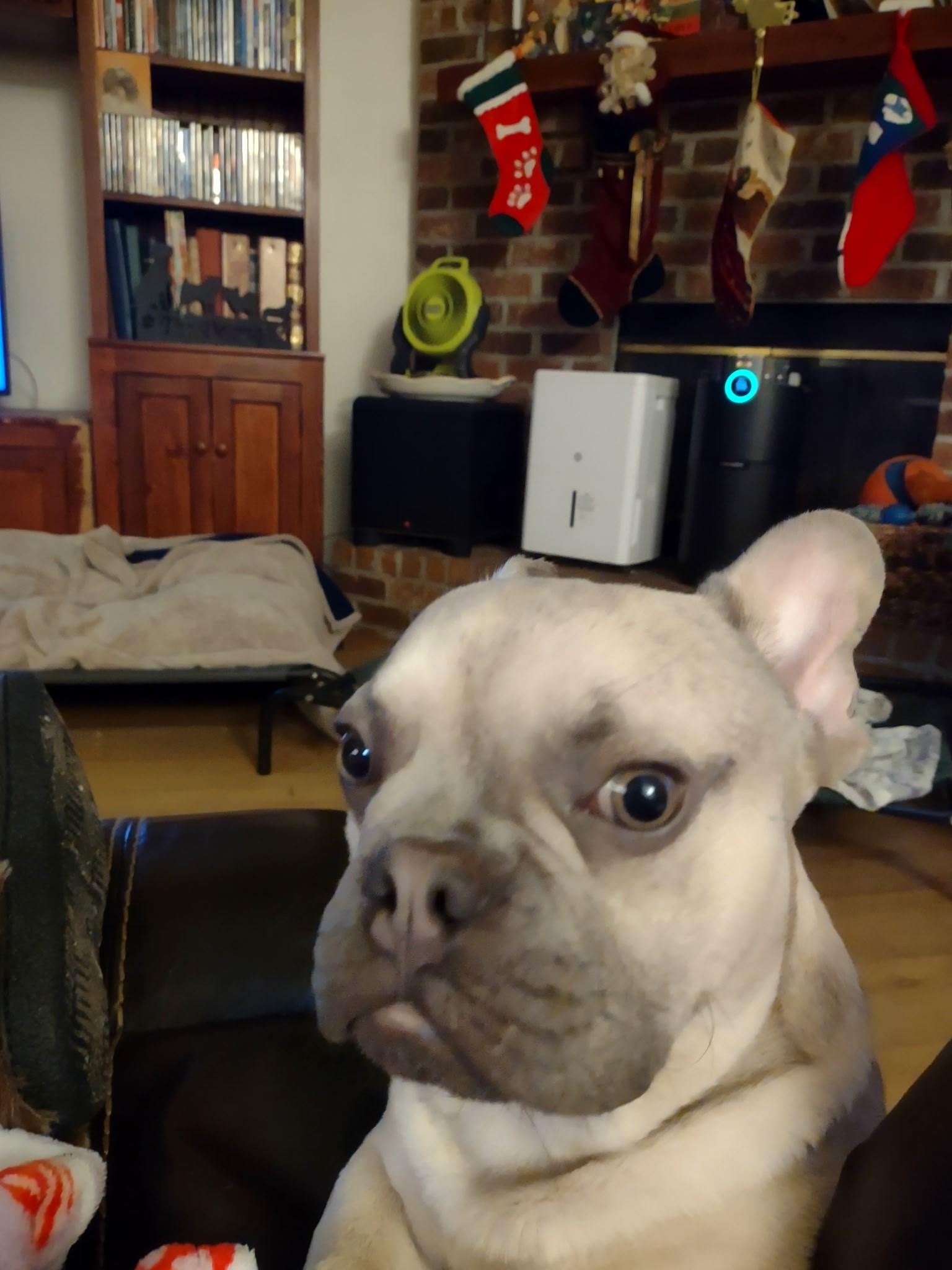 Enlarge Marcus, a ADOPTABLE French Bulldog in Bonneau, SC image 3/4