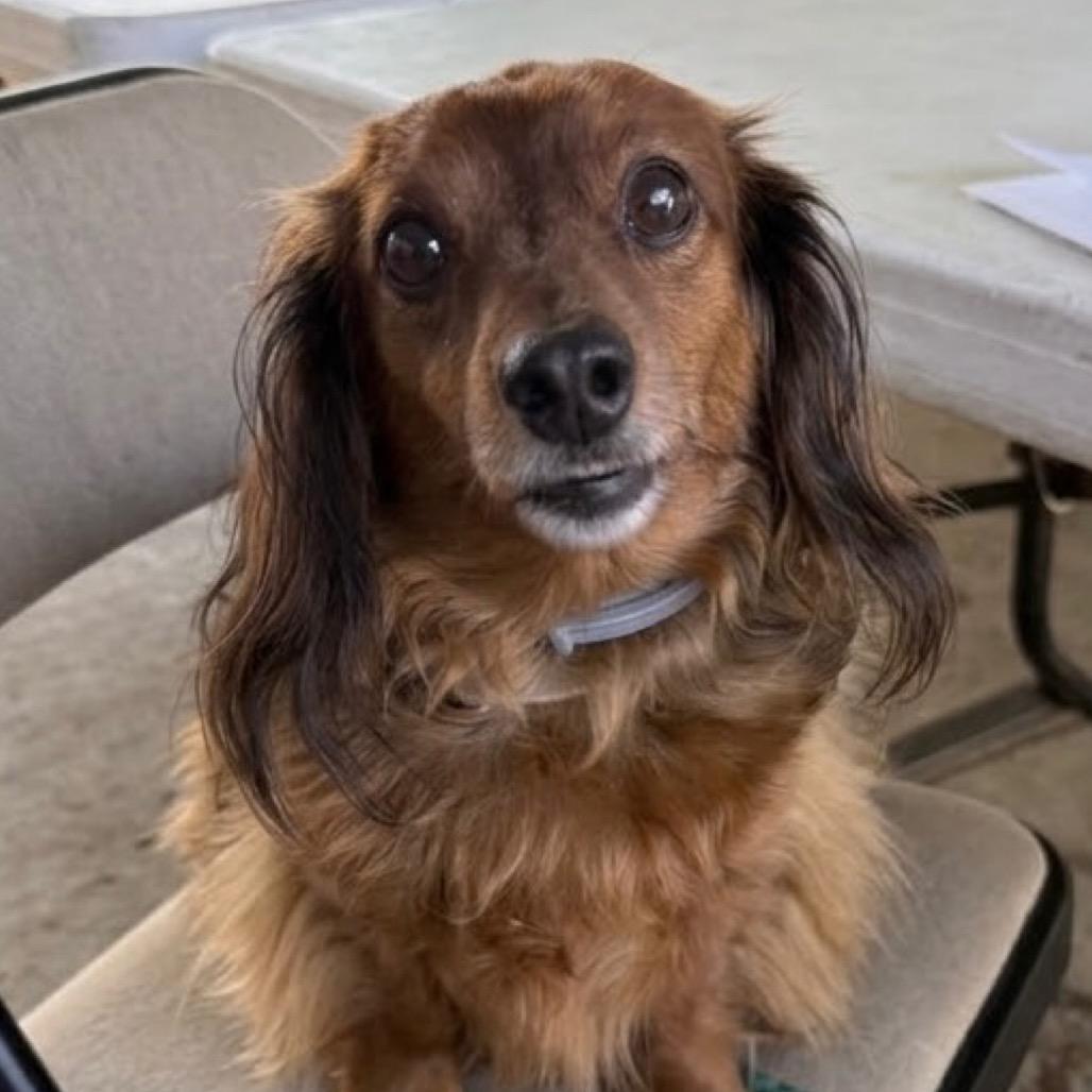 Tucker, Adoptable, Adult Male Miniature Dachshund.