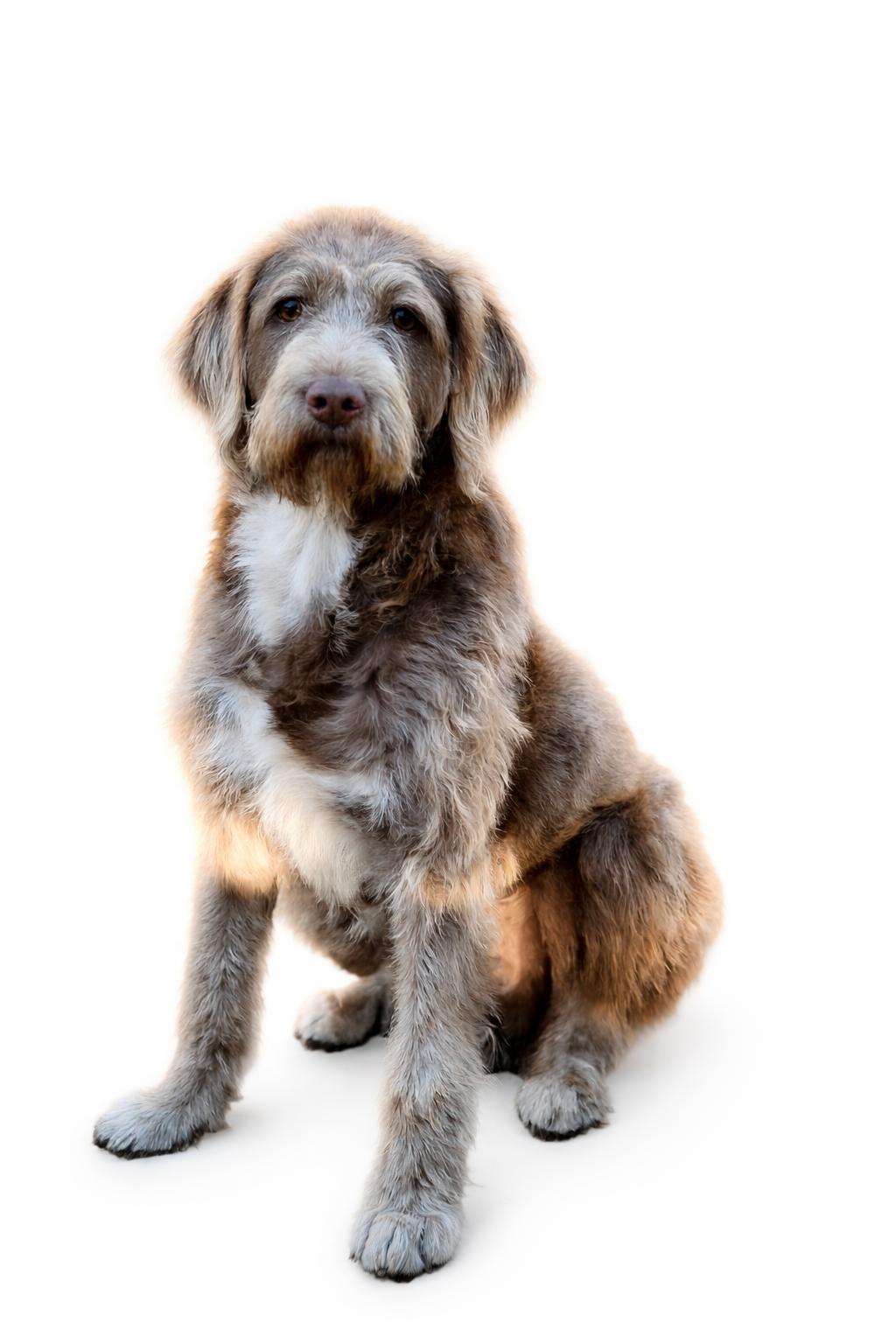 Enlarge Sully , a Adoptable Mixed Breed in SYLVANIA, GA image 1/2