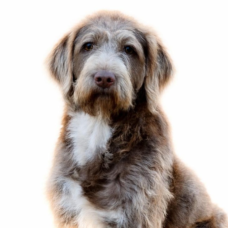 Enlarge Sully , a Adoptable Mixed Breed in SYLVANIA, GA image 2/2