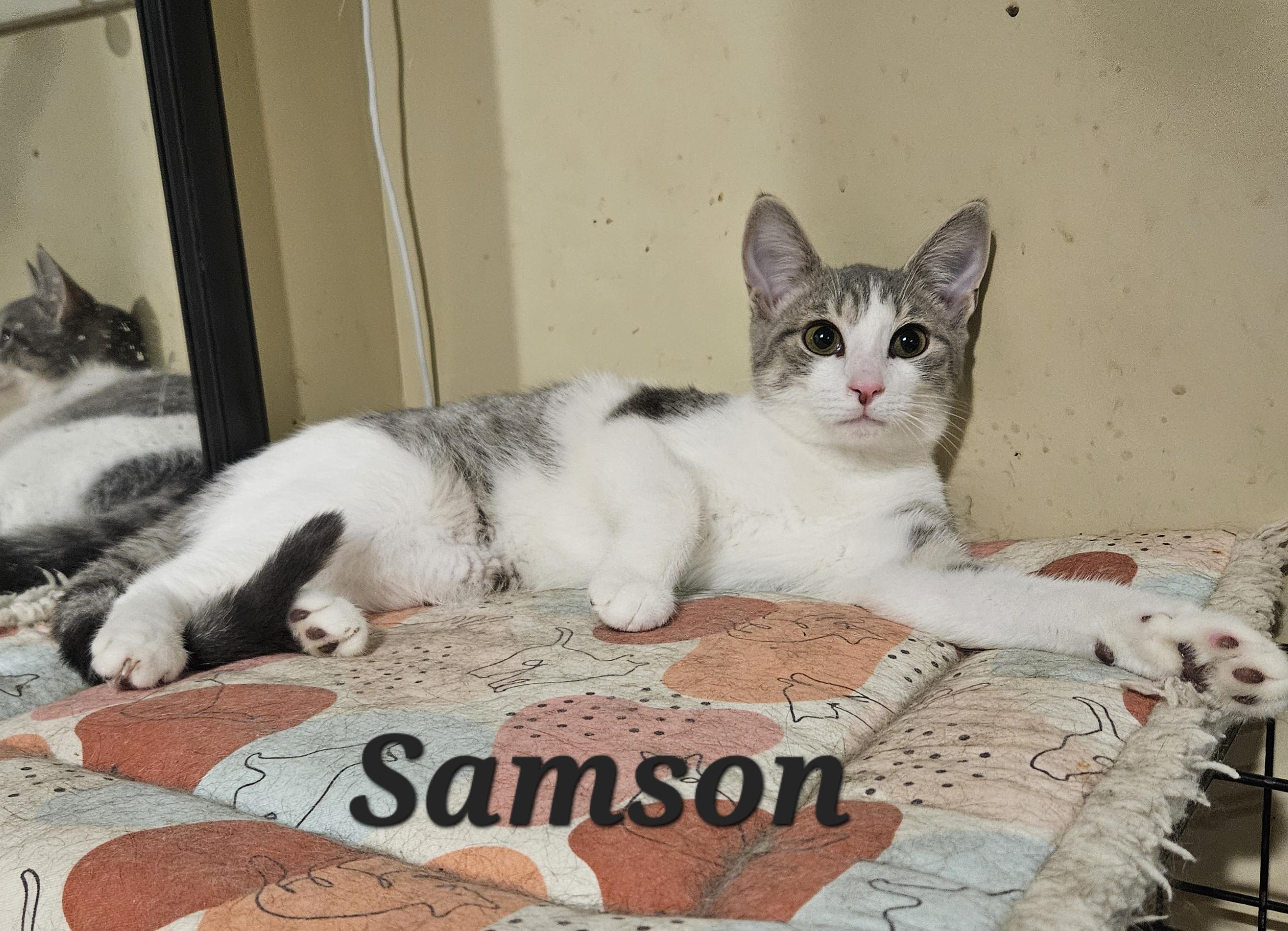 Samson, adopted, Young Male Domestic Short Hair.