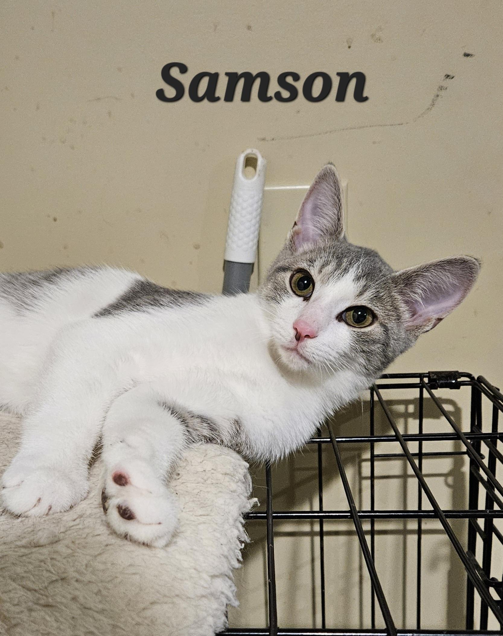 Enlarge Samson, an adopted Domestic Short Hair in Bethlehem, PA image 2/2