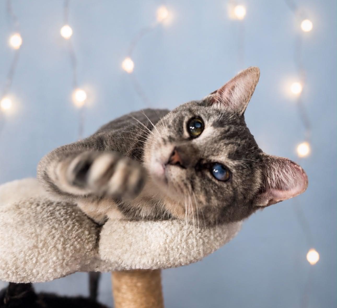 Enlarge Pothole, a Adoptable Domestic Short Hair in Rixeyville, VA image 2/2