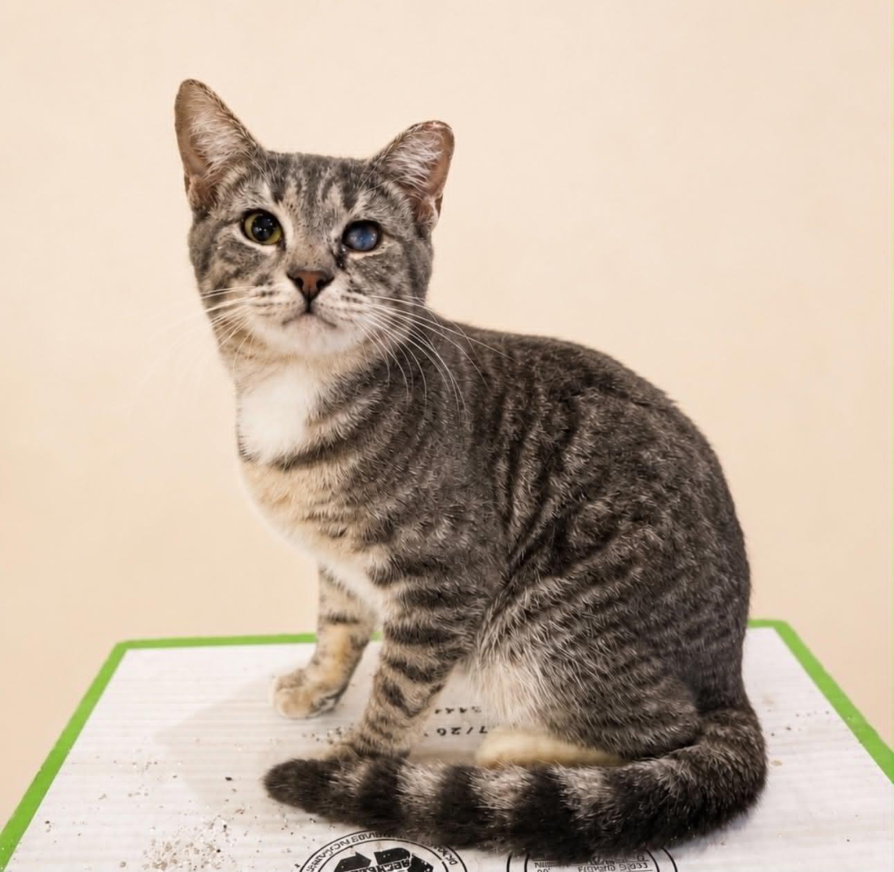 Pothole, Adoptable, Kitten Male Domestic Short Hair.