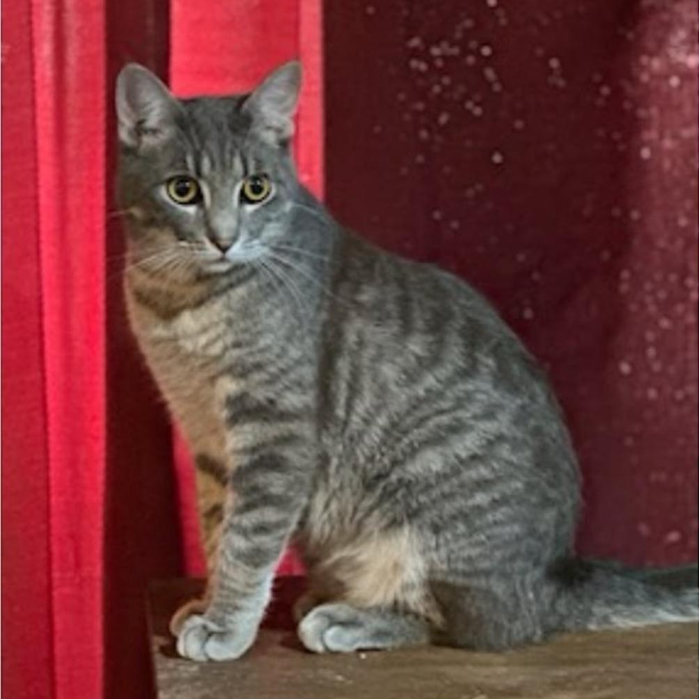 Enlarge Stripes, a Adoptable Domestic Short Hair in Warr Acres, OK image 1/1