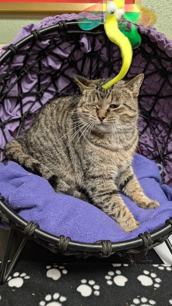 Crystal, Adoptable, Adult Female Domestic Short Hair.