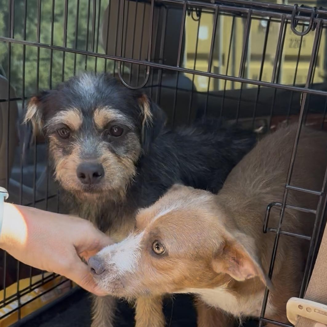 Enlarge Crumpet, a Adoptable mixed breed in Alexandria, VA image 3/5