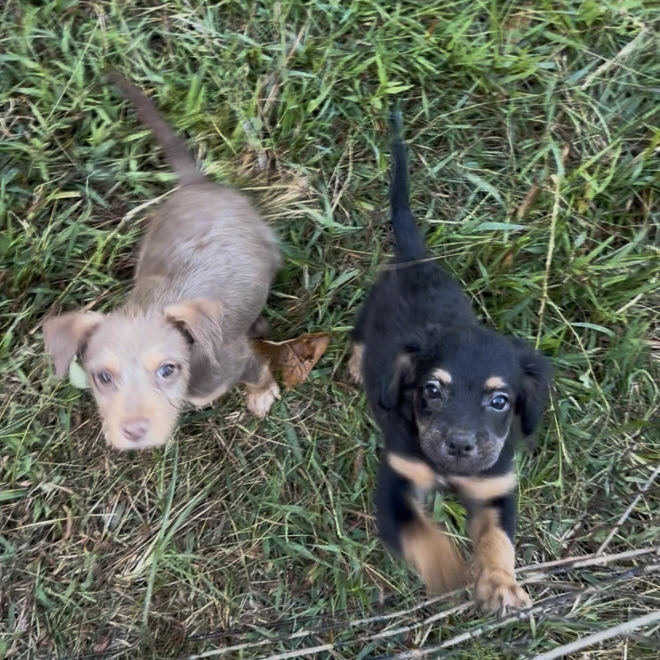 Crumpet, Adoptable, Puppy Male Yorkshire Terrier.