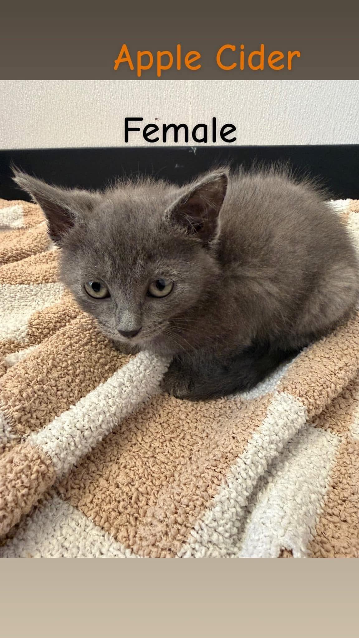 Enlarge Apple Cider, a Adopted Domestic Short Hair in Chesterton, IN image 1/1