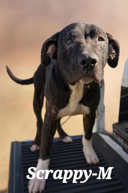 Scrappy, Adoptable, Adult Male Mixed Breed & Mixed Breed.