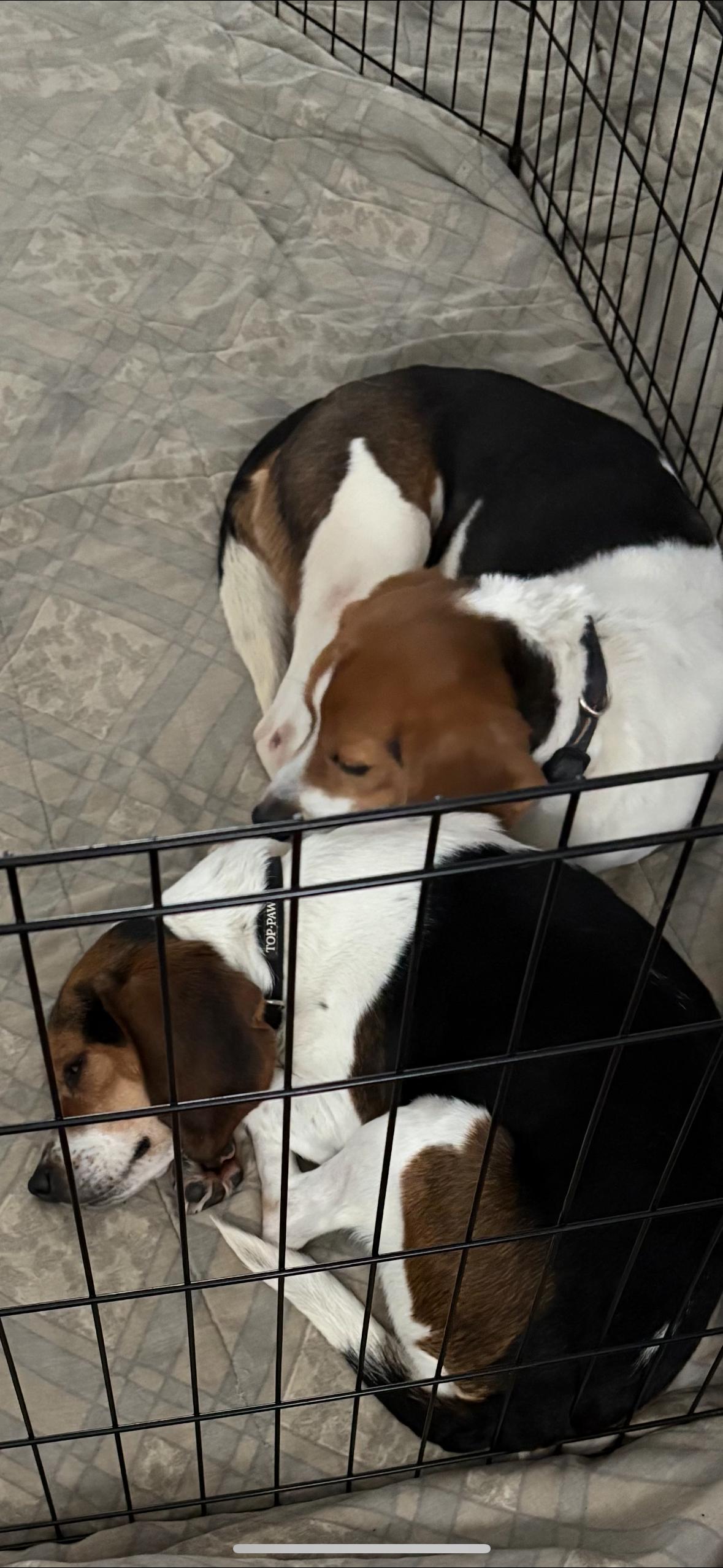 SWEETEST BEAGLE EVER!!