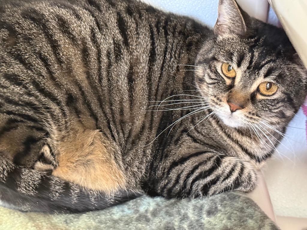 Mabel, Adoptable, Adult Female Domestic Short Hair.