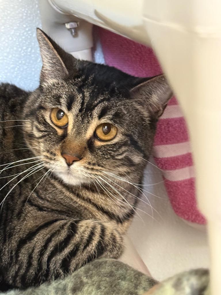 Enlarge Mabel, a Adoptable mixed breed in Gillette, WY image 2/5