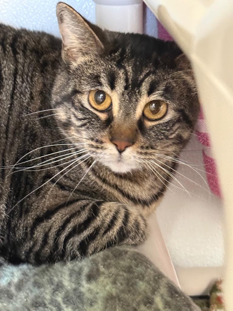 Enlarge Mabel, a Adoptable mixed breed in Gillette, WY image 3/5
