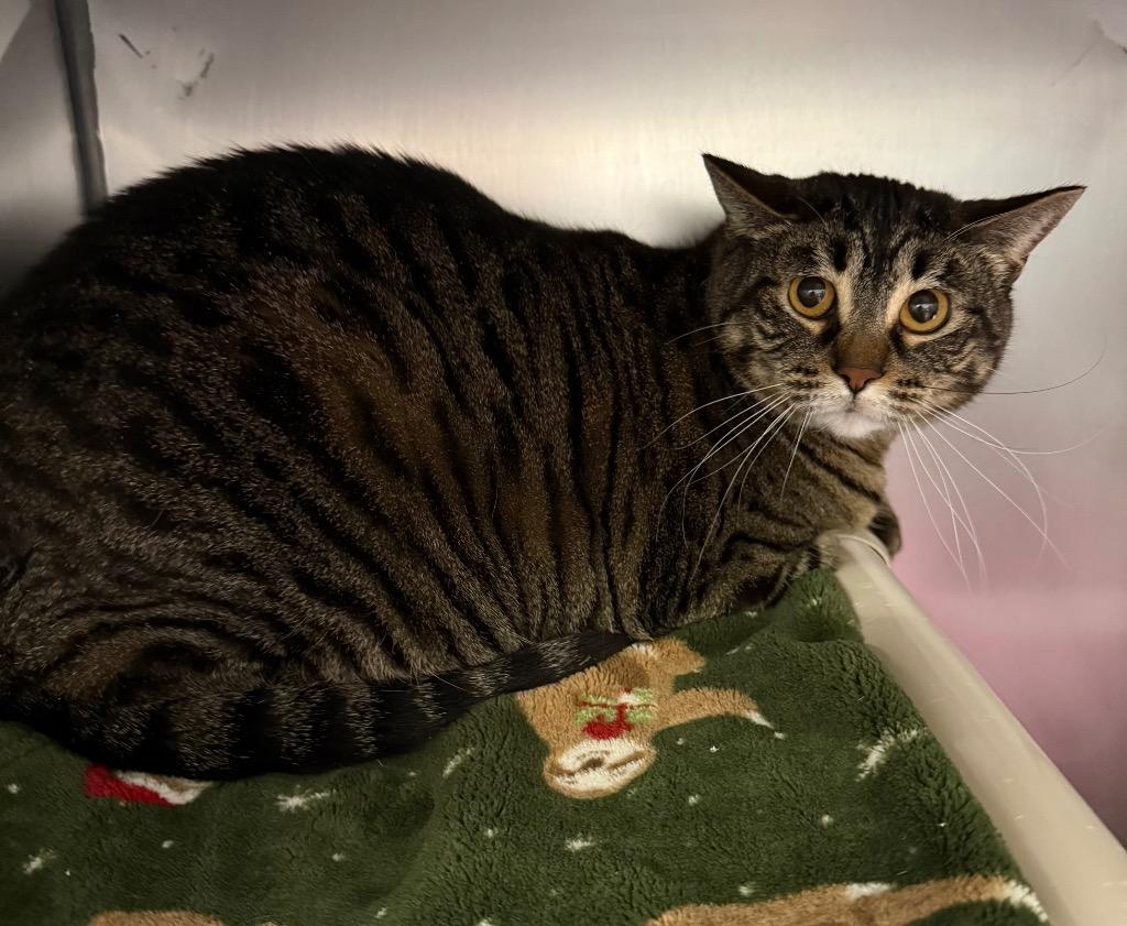 Enlarge Mabel, a Adoptable mixed breed in Gillette, WY image 4/5