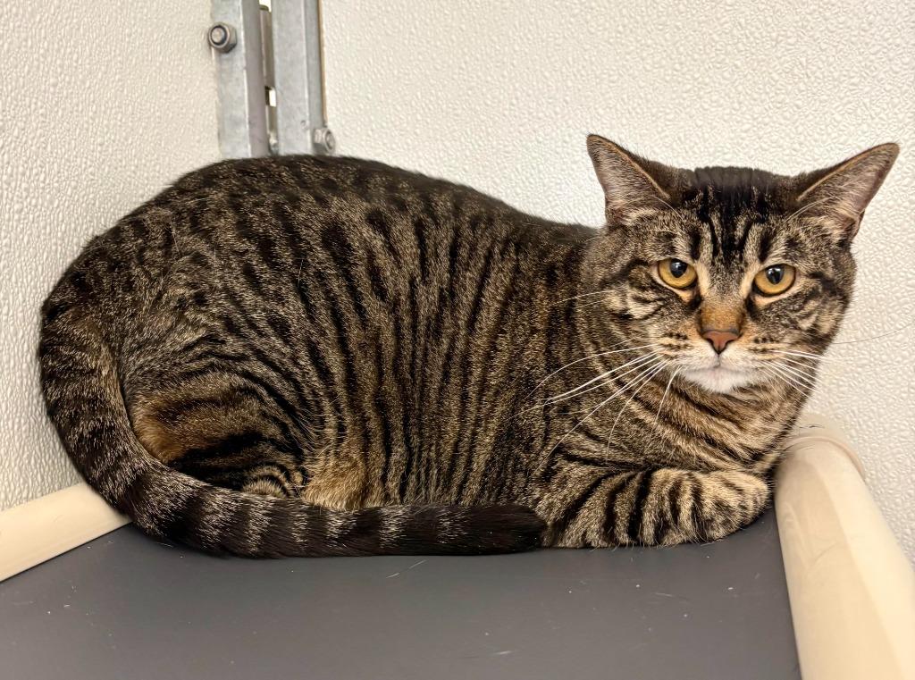 Enlarge Mabel, a Adoptable mixed breed in Gillette, WY image 5/5