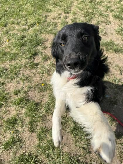 Enlarge Briggs, a Adoptable mixed breed in Scottsbluff, NE image 1/2