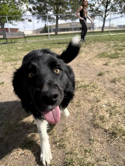 Enlarge Briggs, a Adoptable mixed breed in Scottsbluff, NE image 2/2