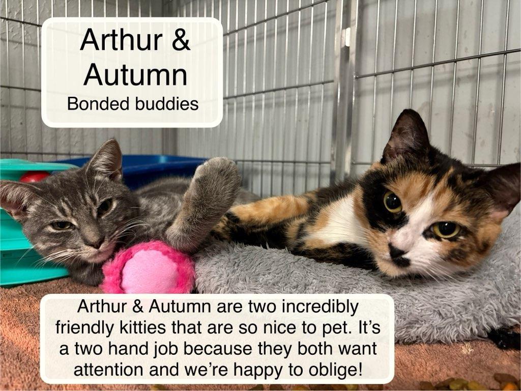Enlarge Autumn and Arthur, a Adoptable Domestic Short Hair in Ellicott City, MD image 4/4
