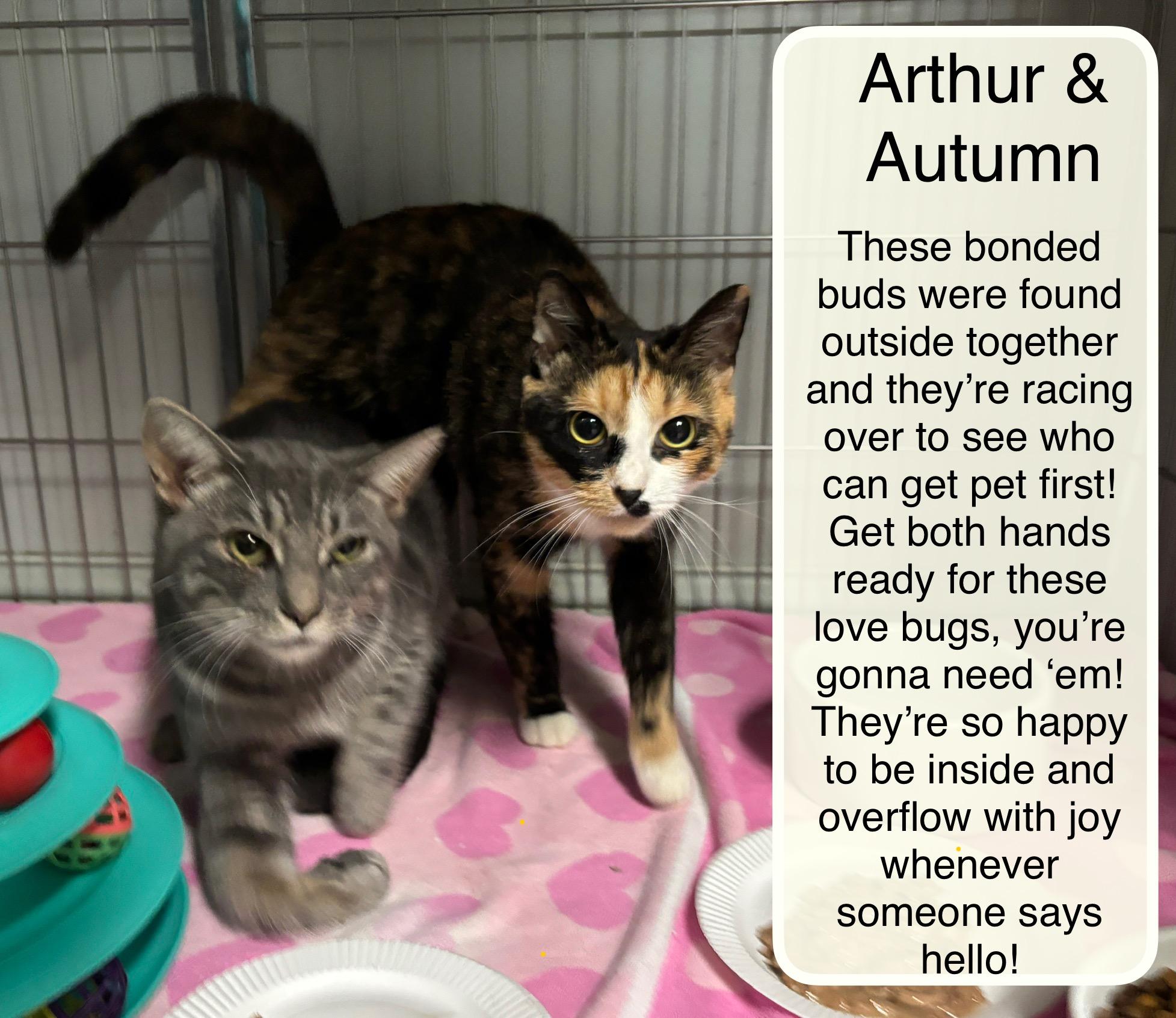 Enlarge Autumn and Arthur, a Adoptable Domestic Short Hair in Ellicott City, MD image 3/4