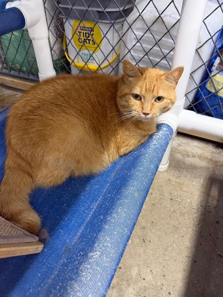 Precious, Adoptable, Adult Female Domestic Short Hair.