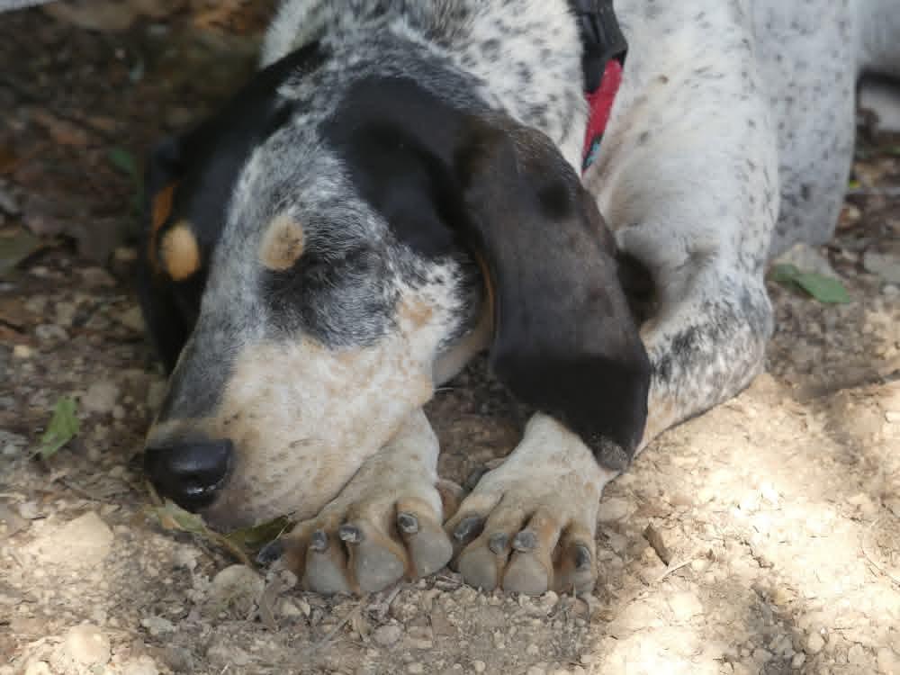Enlarge Dulcie-sponsored, a ADOPTABLE English Coonhound in Monterey, VA image 4/6