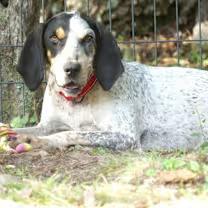 Enlarge Dulcie-sponsored, a ADOPTABLE English Coonhound in Monterey, VA image 2/6