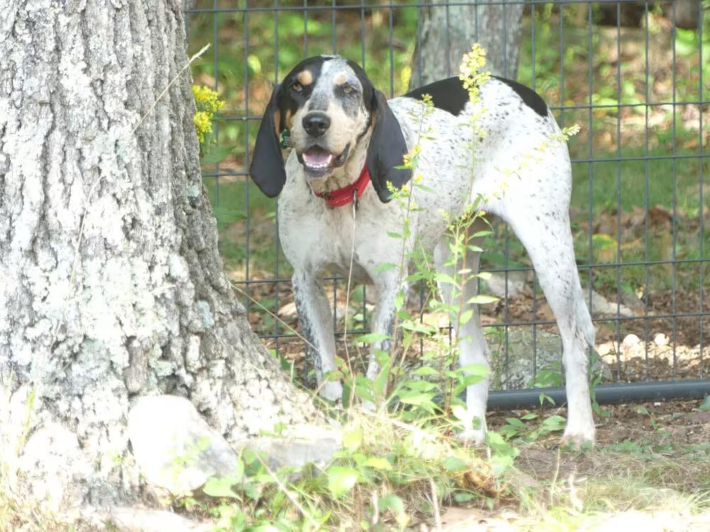 Enlarge Dulcie-sponsored, a ADOPTABLE English Coonhound in Monterey, VA image 6/6
