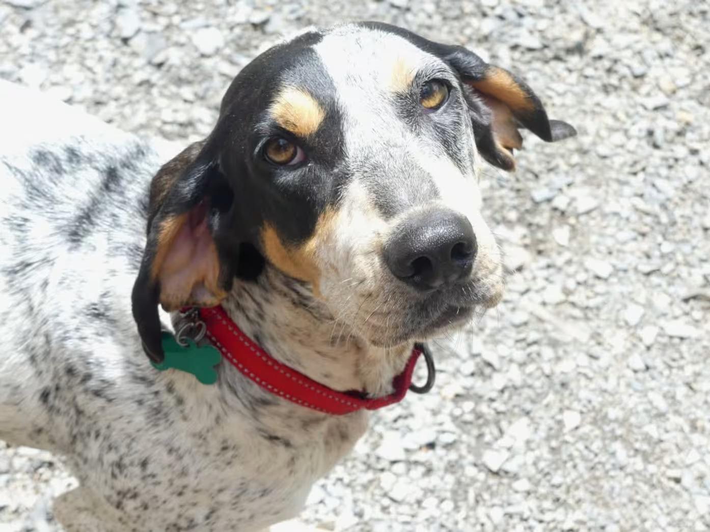 Enlarge Dulcie-sponsored, a ADOPTABLE English Coonhound in Monterey, VA image 1/6