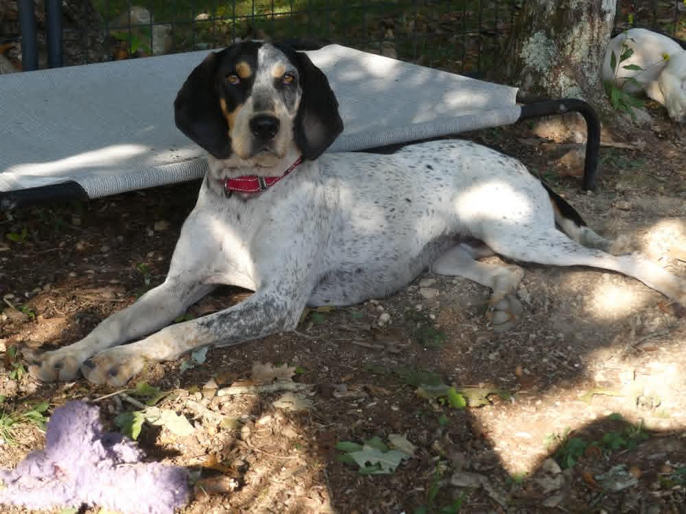 Enlarge Dulcie-sponsored, a ADOPTABLE English Coonhound in Monterey, VA image 3/6