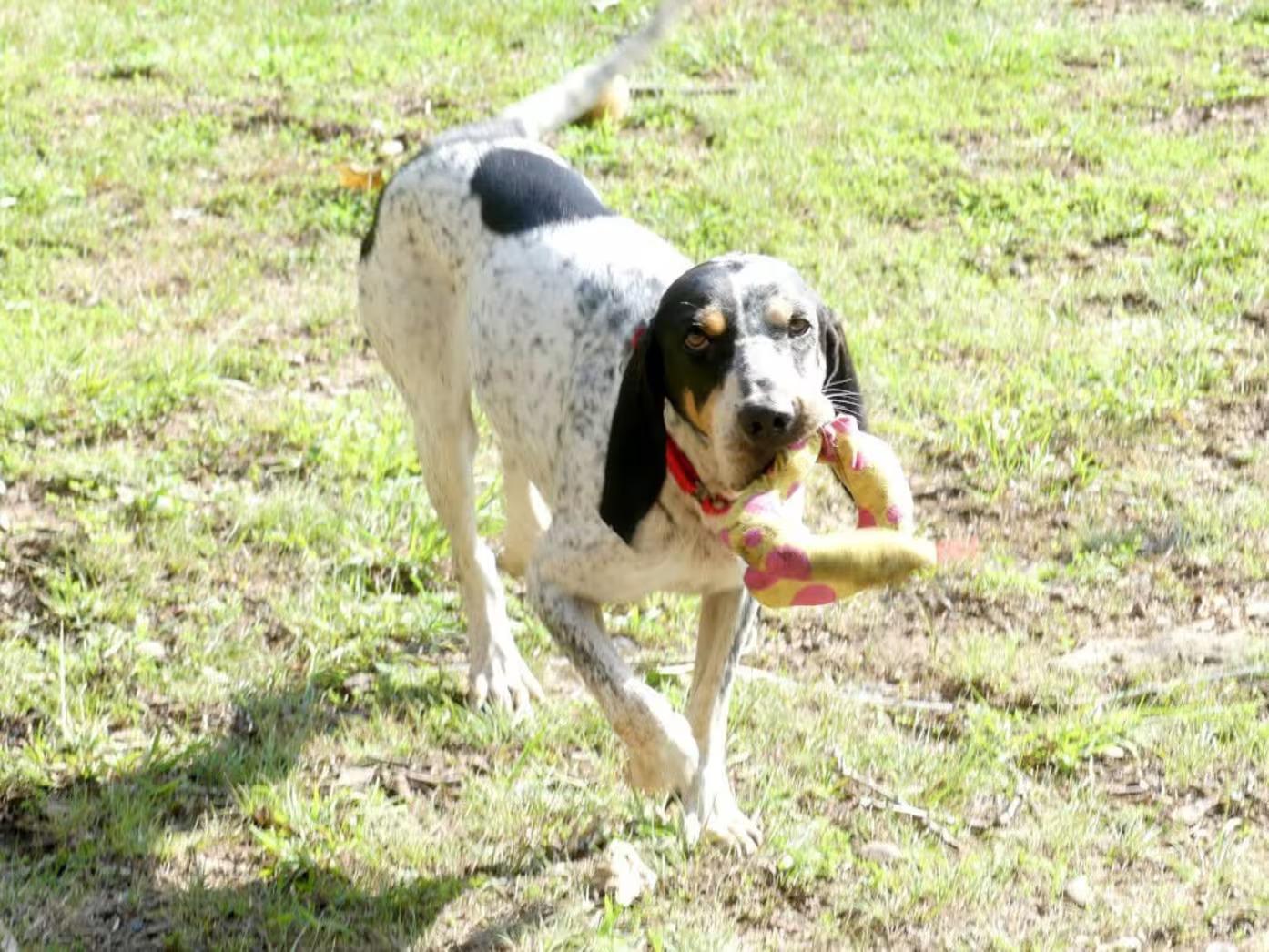 Enlarge Dulcie-sponsored, a ADOPTABLE English Coonhound in Monterey, VA image 5/6