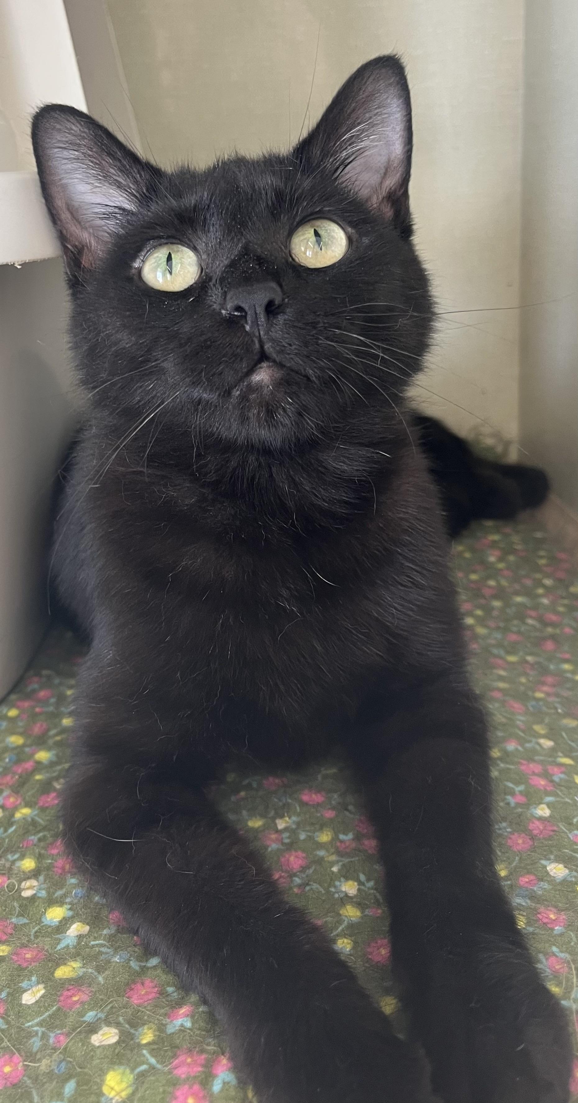 Maura the house panther