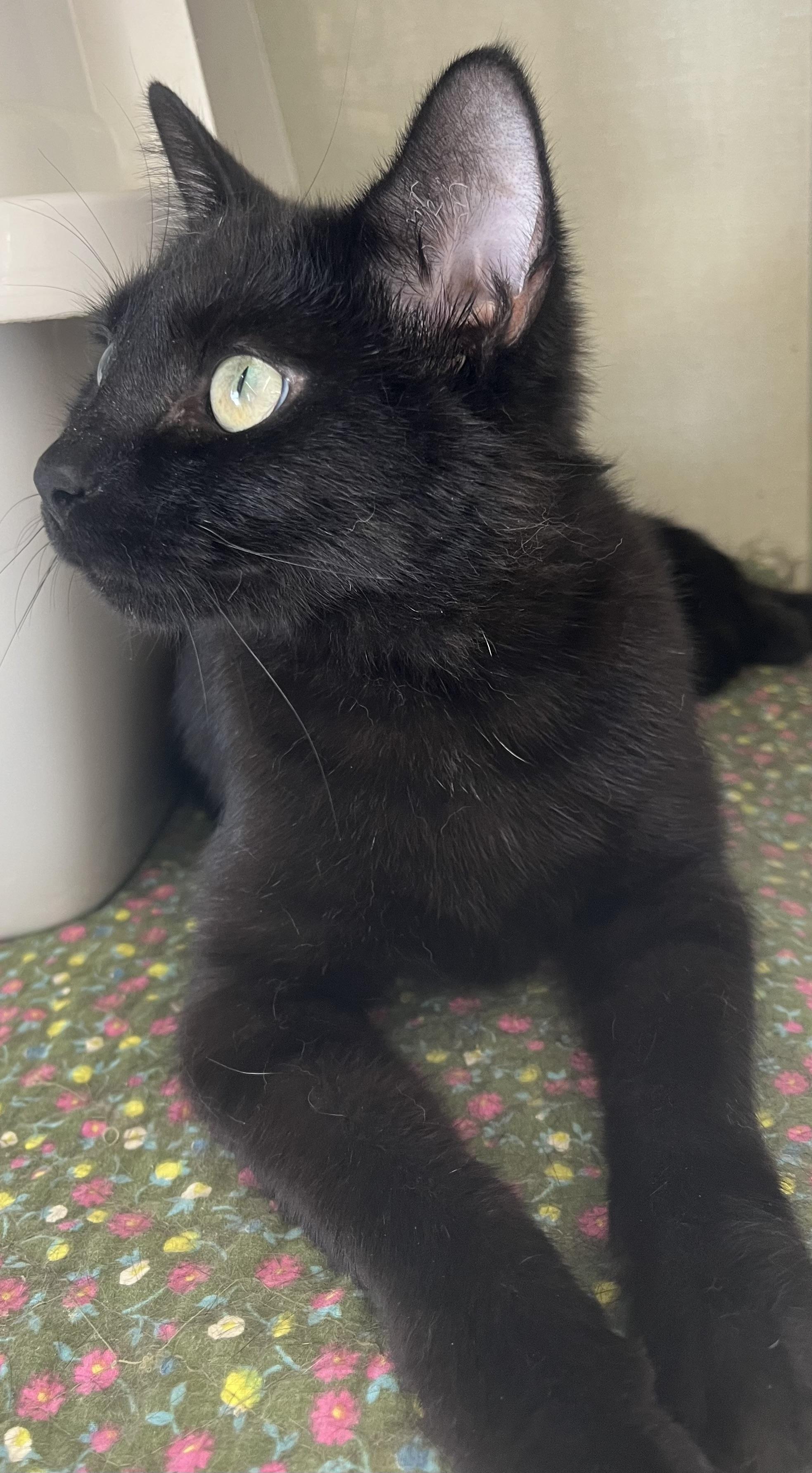 Maura the house panther