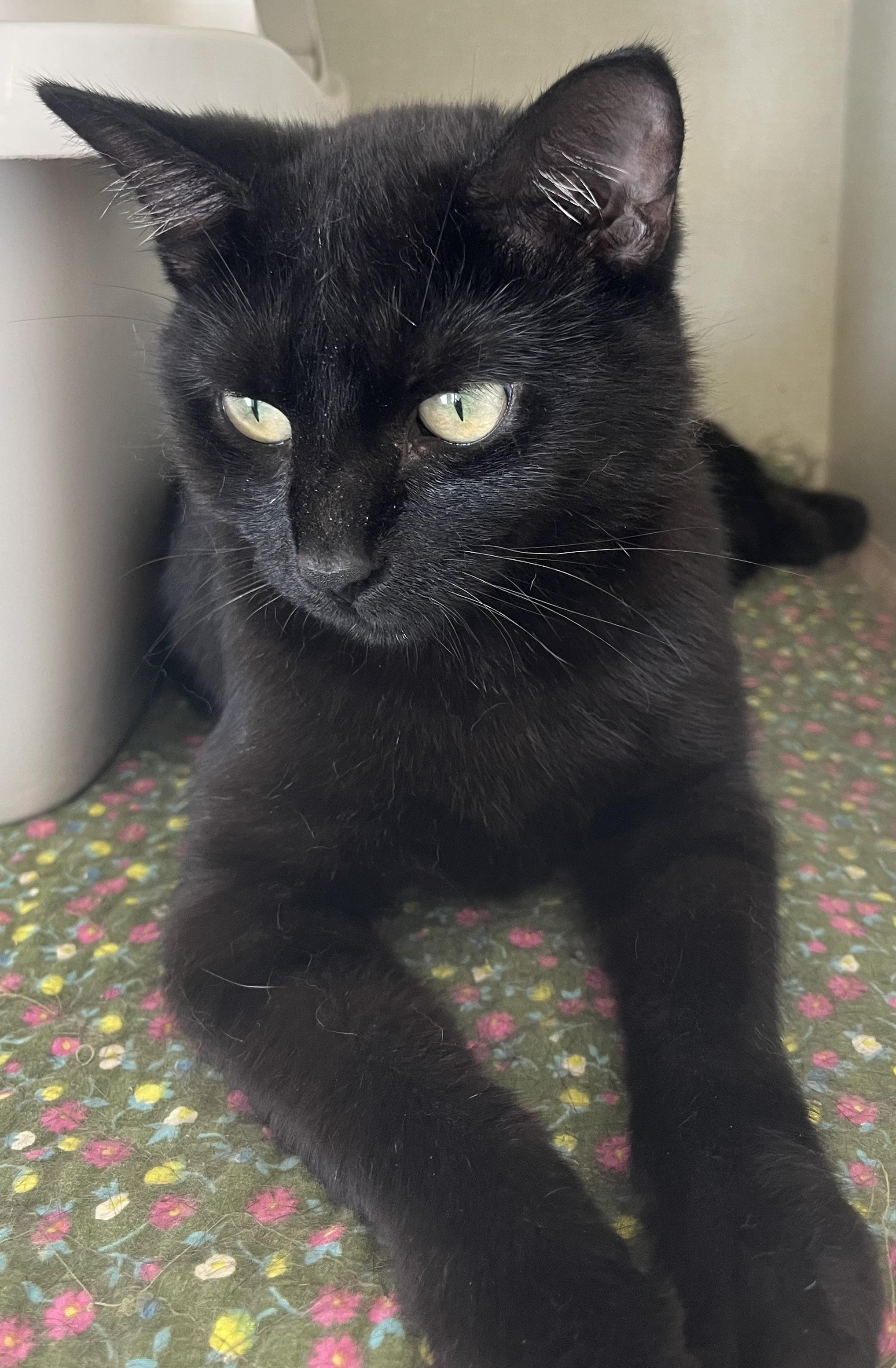 Maura the house panther