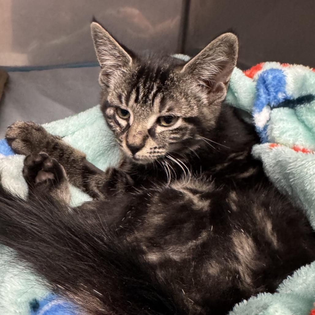 Hope, Adoptable, Kitten Female Domestic Short Hair.