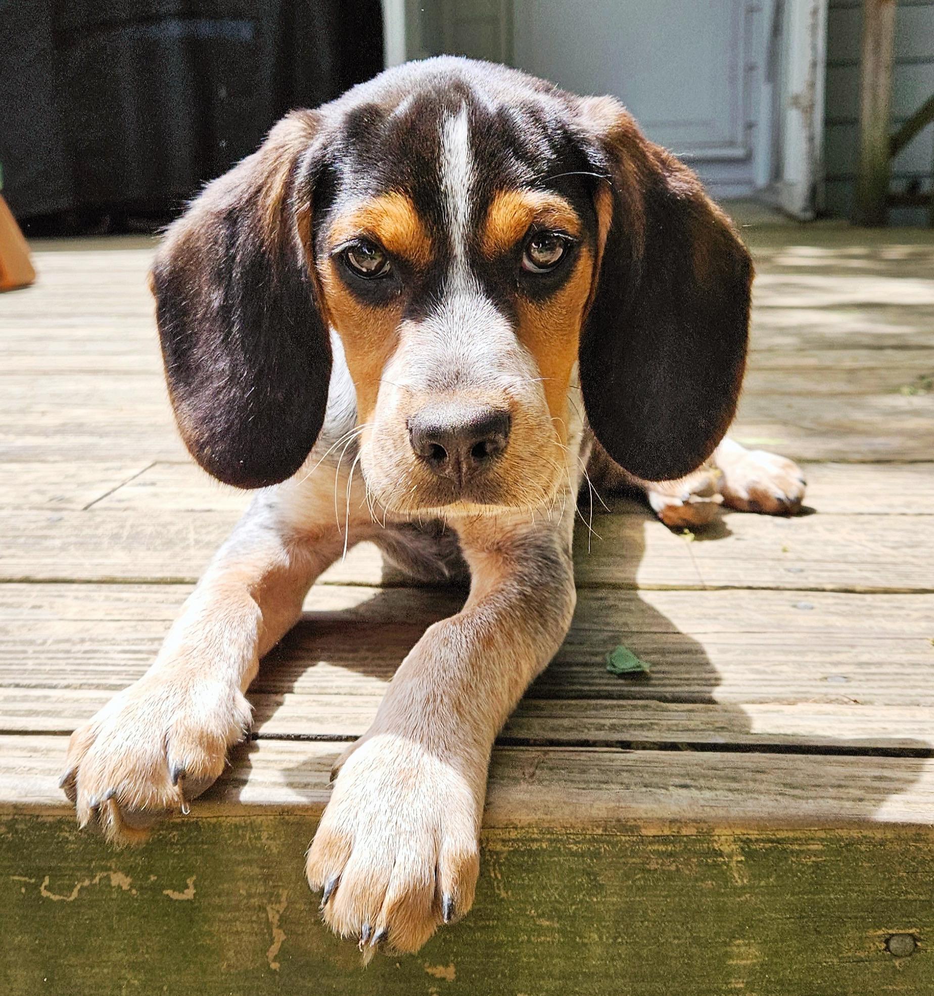 Boone, Adopted, Young Male Beagle & Bluetick Coonhound.