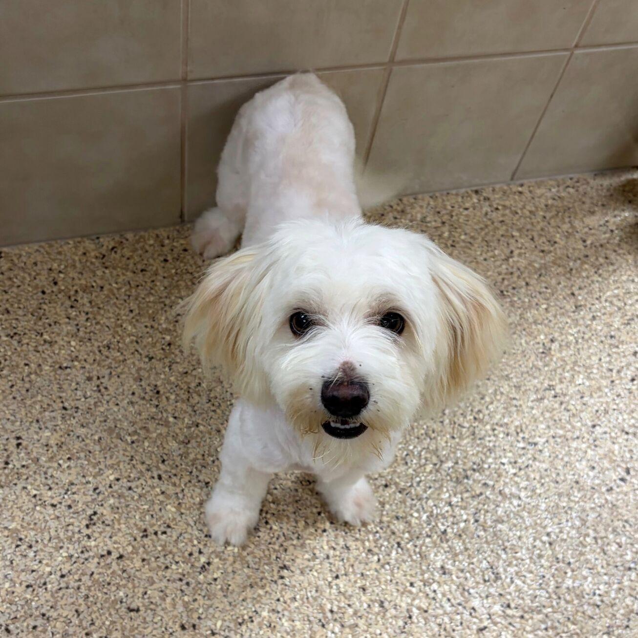 Baxter, adopted, Puppy Male Maltipoo.