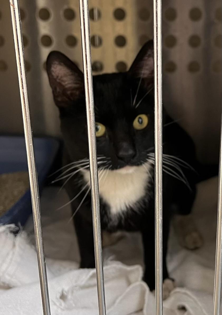 Peeper, ADOPTABLE, Young Male Tuxedo & Domestic Short Hair.