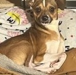 Enlarge Milton, a ADOPTABLE Chihuahua in East Peoria, IL image 5/5