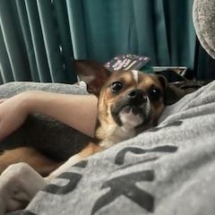 Enlarge Milton, a ADOPTABLE Chihuahua in East Peoria, IL image 3/5