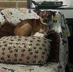 Enlarge Milton, a ADOPTABLE Chihuahua in East Peoria, IL image 4/5