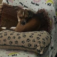 Enlarge Milton, a ADOPTABLE Chihuahua in East Peoria, IL image 2/5