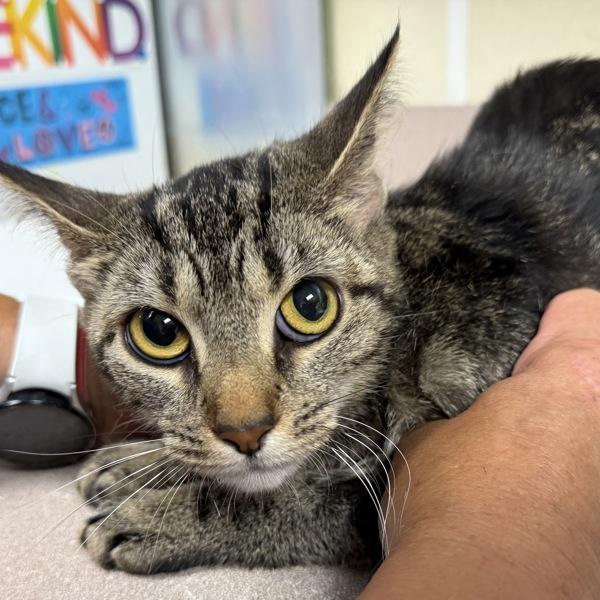 Enlarge Lovie, a Adoptable mixed breed in Salisbury, MD image 1/1