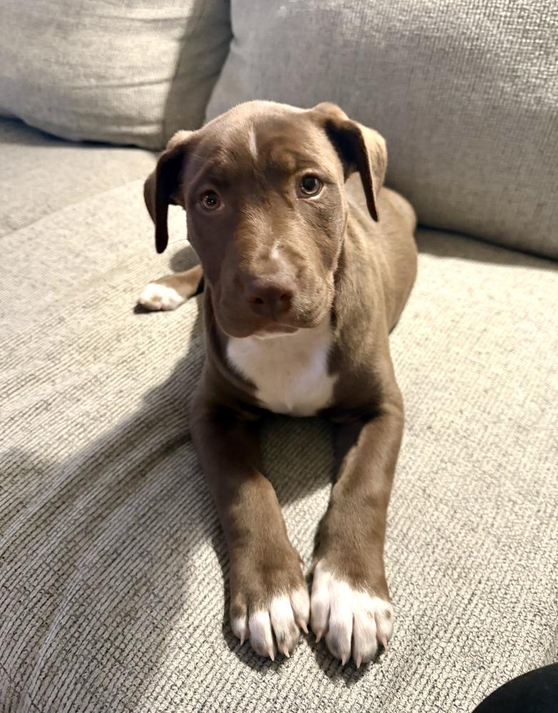 Enlarge Dustin, a Adoptable mixed breed in Greenlawn, NY image 1/5