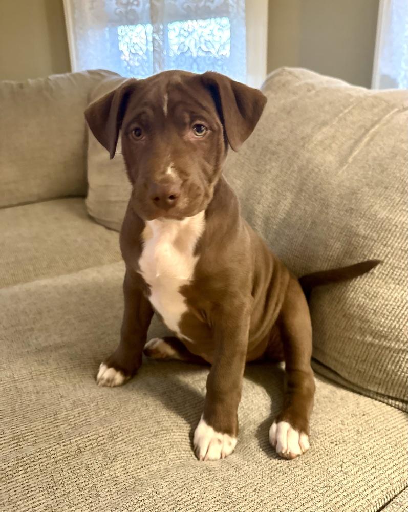 Enlarge Dustin, a Adoptable mixed breed in Greenlawn, NY image 2/5