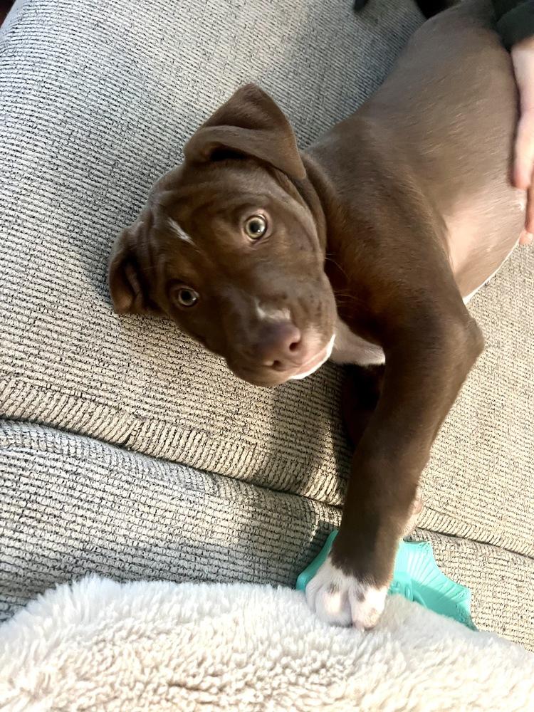 Enlarge Dustin, a Adoptable mixed breed in Greenlawn, NY image 4/5