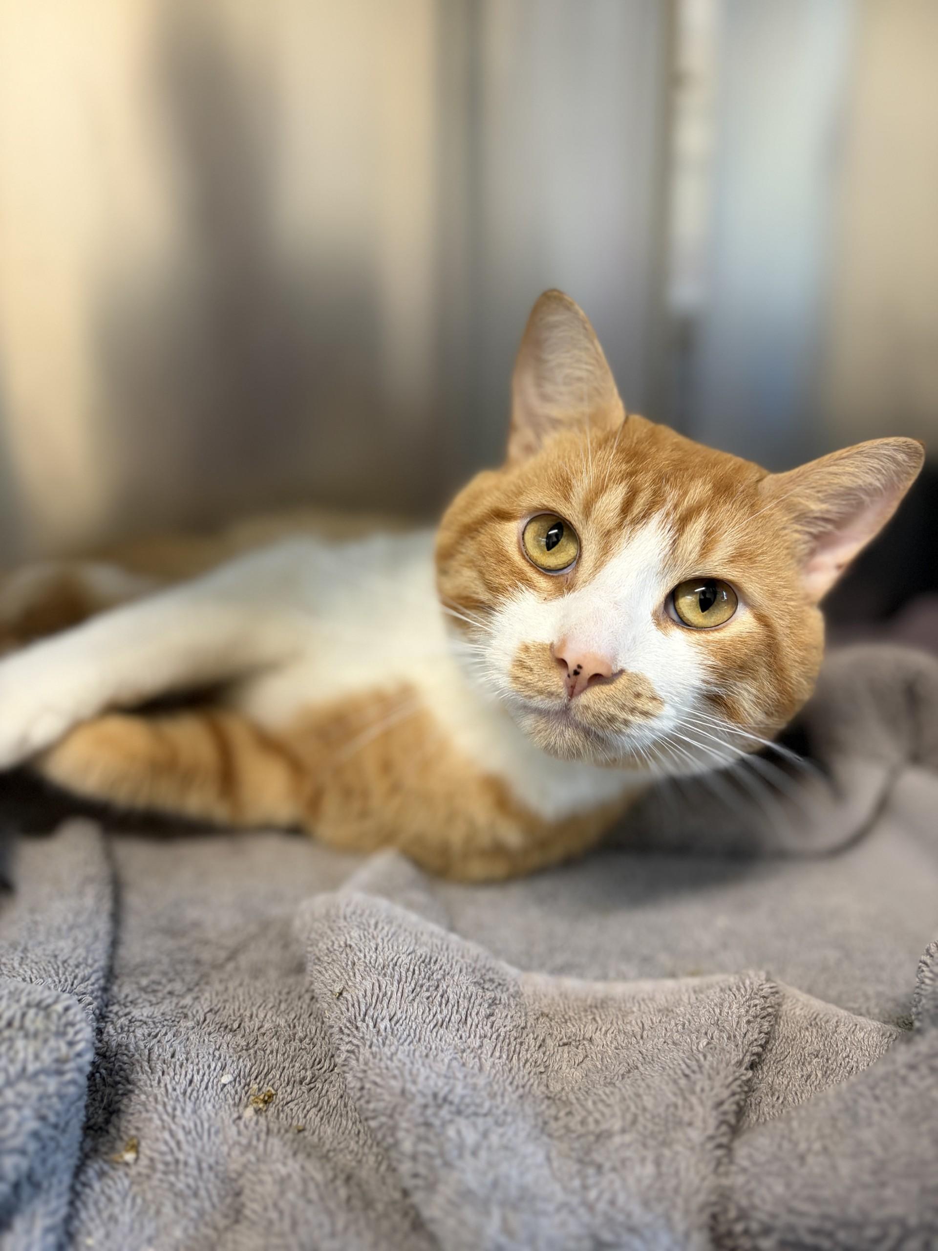 Enlarge Rusty, a Adoptable Domestic Short Hair in Mississauga, ON image 2/3